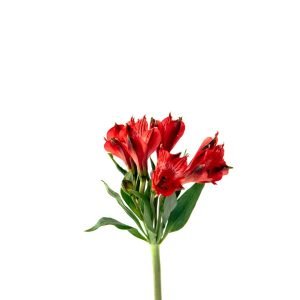 indica dominant flower