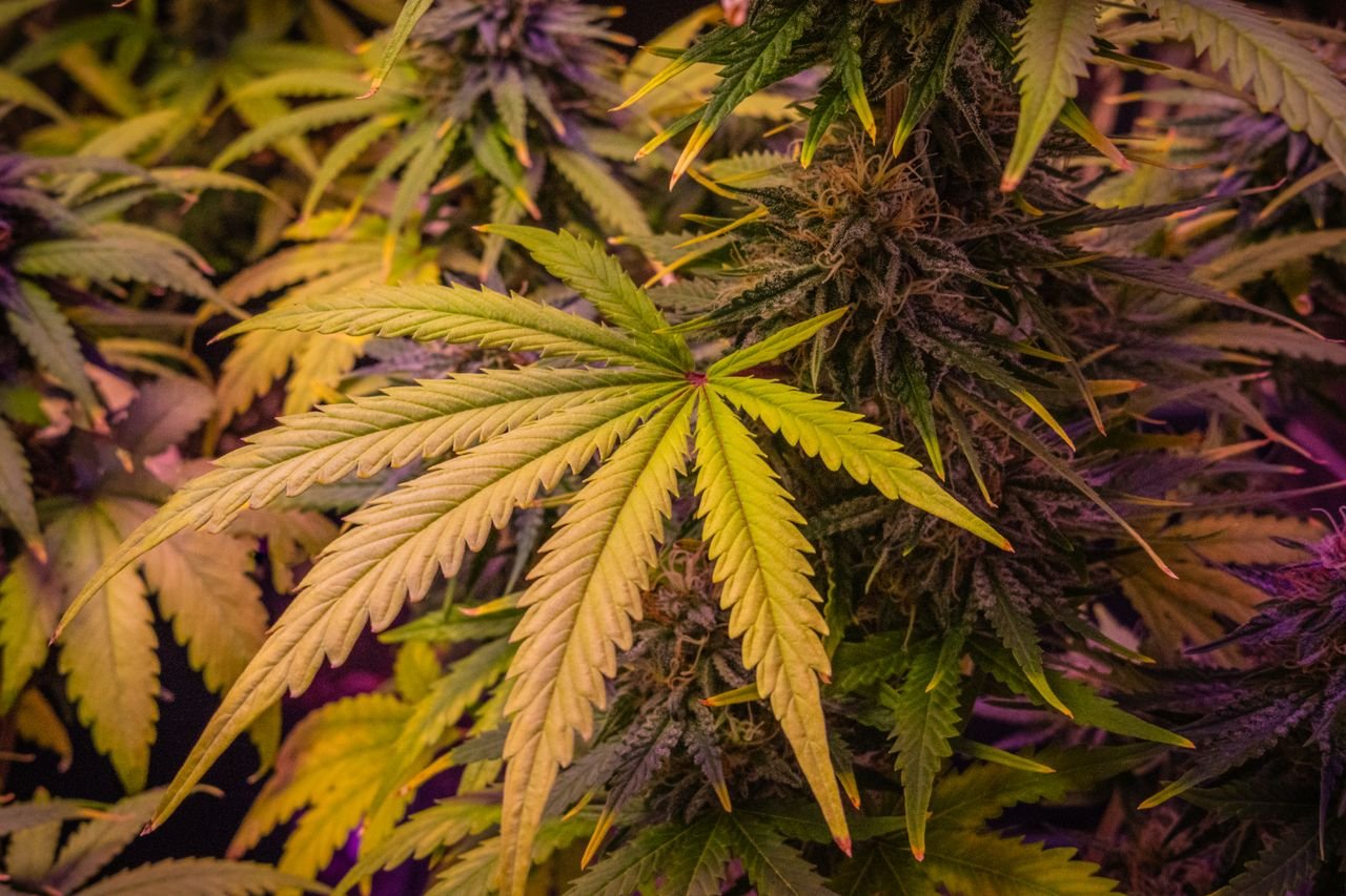 Menu Close-up view of lush cannabis plants showcasing detailed leaves and buds.